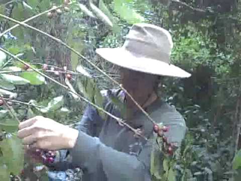 how to harvest coffee beans at home