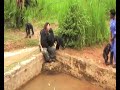 Chimp Morning Time in DR Congo