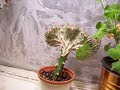 Nancy Today: Thick 3D frost ferns on the window Nancy Today: Thick 3D frost ferns on the window
