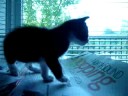 Kitten walking around