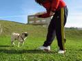 Tito retoma el entrenamiento Carlino Pug sit plas patita  girar ladrar plass voltereta