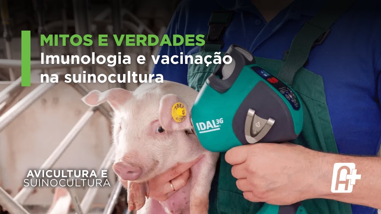 Mitos e verdades: imunologia e vacinação na suinocultura