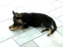 Data Chewing His Toy Bone