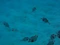 snorkeling with smooth trunkfish