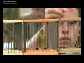 Campionat d catalunya d ocells cantaires Manlleu 2008 part1