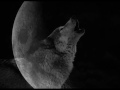 Cultus Ferox Wolfsballade