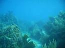 Snorkeling at Condorito Roatan