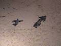videos de Sea Turtle Hatch & Dash