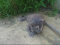 Marion the Cat Has Fun Marion the Cat Has Fun