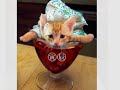 Wow! These are the Funniest Cats. Get Your Pet Websites.