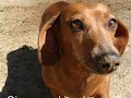Maggie