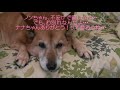 別れ・・・ナナちゃん、ありがとう・・・・・ ナナちゃん