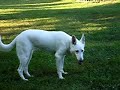 White German Shepherd-9 months old