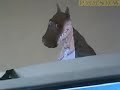 Dragon Illusion Papercraft