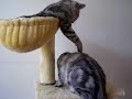2 British Shorthair silver tabby\ 2 British Shorthair silver tabby\