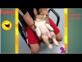 Unduh Video Vidio Anjing Jilat Itunya Majikannya Mantap Banget!! Funny Animal Best Ever 2017 Unduh Video Vidio Anjing Jilat Itunya Majikannya Mantap Banget!! Funny Animal Best Ever 2017
