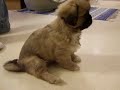 Tibbiepuppies, 8 � week