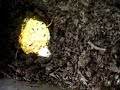 la cadena alimenticia