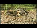 python vs  wallaby