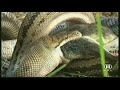Python vs. Wallaby Python vs. Wallaby