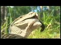 python vs  wallaby
