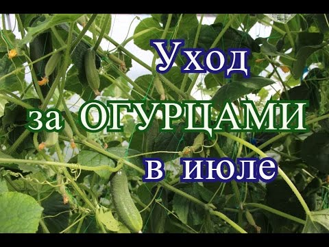 YouTube Трейлер