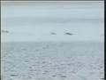 Loch-Ness-Monster-20
