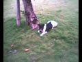 MStemp Dog fighting