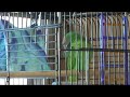 Kirana the ten month old moustache parrot