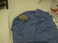 petits sauts d'un lapin