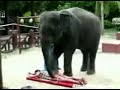 Elephant Massage Elephant Massage