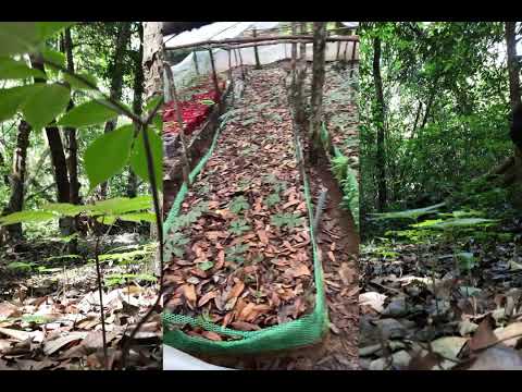 Khách tham quan vườn Sâm Ngọc Linh - Lê Hoàn Tu Mơ Rông