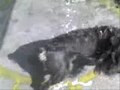 Schnauzer loco Schnauzer loco