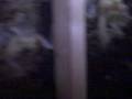 Nashville Home Inspection Water In Crawlspace Brentwood Nashville Home Inspection Water In Crawlspace Brentwood