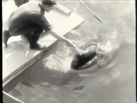 killer whale