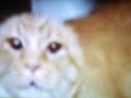 Angry Cat
