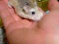 まるちゃん　ティッシュ集めでチュー