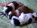 Lindos filhotes SHIH TZU - 19 dias de vida