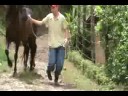 Potro Hijo de Privilegio la ceiba
