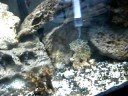 feeding frogspawn coral mysis shrimp 1 feeding frogspawn coral mysis shrimp 1