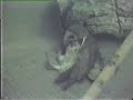 rescate de una lechuza