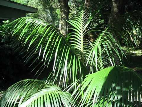 how to transplant kentia palms