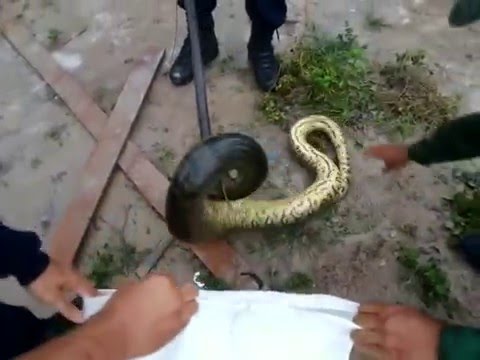 Vídeo Policia Ambiental Captura cobra dentro de galinheiro 