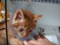 ★超かわいい 仔猫 ちびライオン 捨猫 ネコの譲渡会 1月24日来て