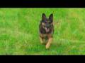 videos de Tkila - You have my heart!