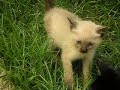 Gatinho agressivo