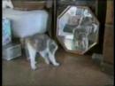 Lovely cats
