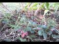 Hom's garden 2