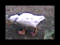 Quack quack ! Quack quack !