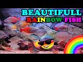 Ikan Hias Rainbow Fish Mahal